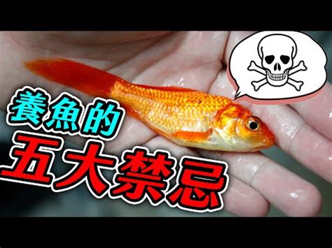 戶外養魚|養魚新手入門：12個教學讓你養魚一次上手（新手必讀）